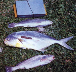 Papa-terra, pampo e corvina, peixes de bons tamanhos na Barra da Tijuca